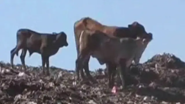 Awas, Sapi Sampah Mengandung Timbal