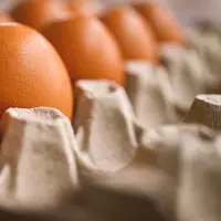 Ilustrasi kualitas cangkang telur/Copyright pixabay.com/akirEVarga