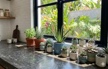 23 Tanaman yang Tidak Mudah Layu Meski Terlambat Disiram, Cantik untuk Indoor dan Outdoor