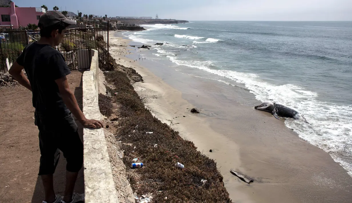 Warga melihat bangkai paus kelabu di Pantai Maria Martha, Baja California, Meksiko (12/9). Bangkai paus dengan kondisi perut tersobek jadi perhatian warga sekitar di lokasi tersebut. (AFP Photo/Guillermo Arias)