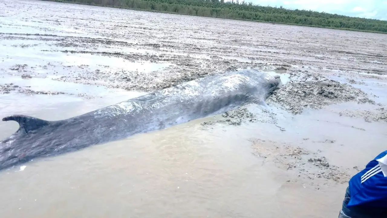 Ikan Paus Sepanjang 7 Meter Terdampar di Sungai Ogan Komering Ilir