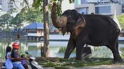 Warga menyapa gajah jelang festival Perahera di Kuil Gangaramaya, Sri Lanka (18/2). Sekitar 50 gajah dan ribuan penabuh genderang tradisional, penari, dan biksu akan berpartisipasi dalam prosesi Navam Budha. (AFP Photo/Ishara S. Kodikara)