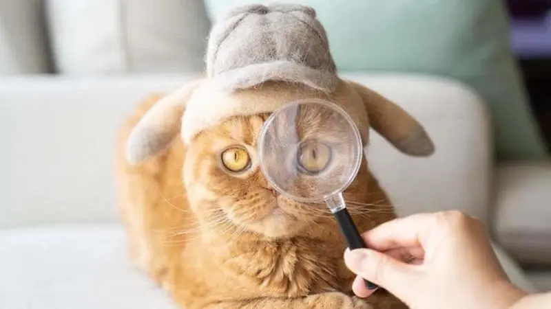 10 Potret Kucing Pakai Topi, Wajahnya Jadi Imut Banget