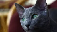 kucing Russian Blue (sumber: pixabay)