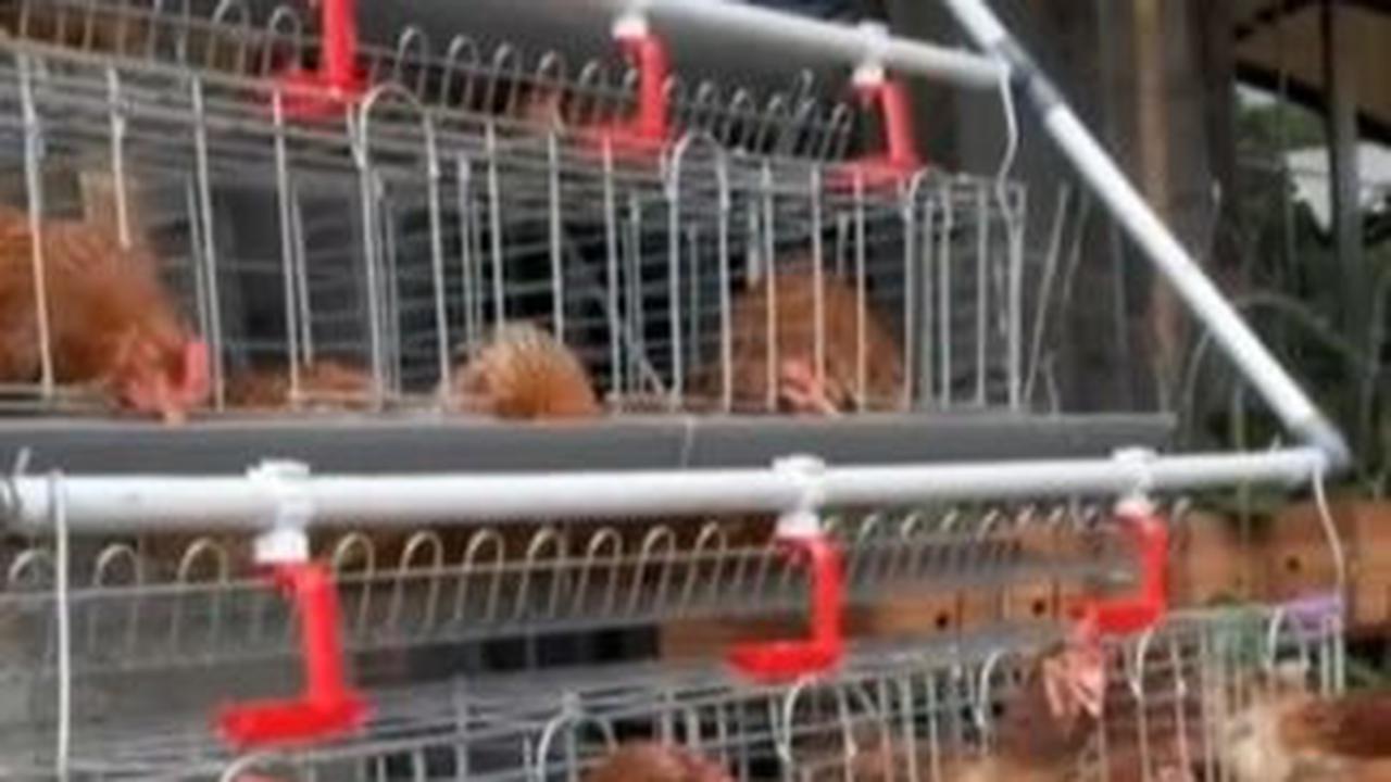 Dalam videonya, Agus mengungkap jika dia memelihara sekitar 20 ekor ayam petelur.