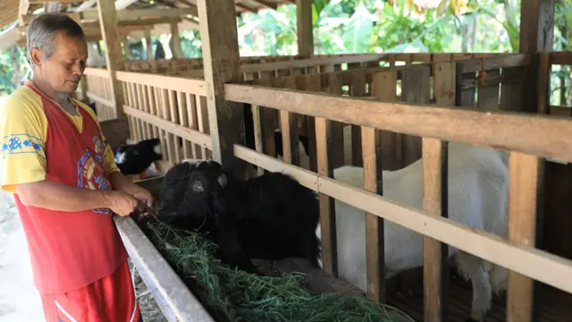 Kambing etawa (PE) ras Kaligesing, Purworejo, Jawa Tengah. (Foto: Humas Pemprov Jateng/Liputan6.com)