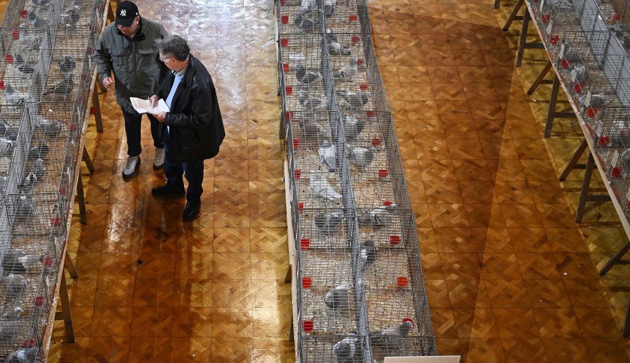 Pengunjung bisa menyaksikan pertunjukan dan penjurian lebih dari 2.000 merpati pelacak terbaik di Inggris. (Paul ELLIS/AFP)