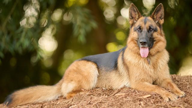 German Shepherd