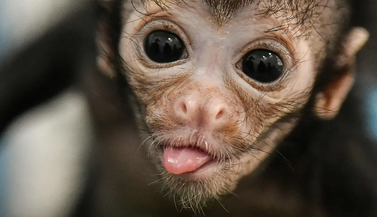 Ekspresi Olivia, seekor monyet laba-laba berusia 25 saat dirawat di klinik kebun binatang Cali, di Kolombia (19/10). Olivia ditemukan tidak sadar sekitar seminggu yang lalu usai terjatuh dari pelukan ibunya. (AFP Photo/Luis Robayo)