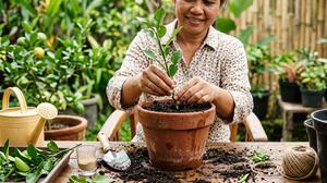7 Cara Menanam Daun Jeruk dari Stek Batang di Pot, Mudah untuk Pemula