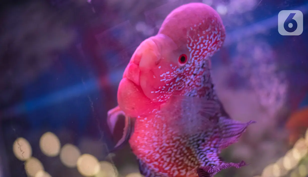 Salah satu ikan Louhan terlihat saat kontes ikan di Mal Tangcity, Kota Tangerang, Kamis (24/9/2020). Sebanyak 300 ikan Louhan berbagai ukuran dari Jabodetabek, Surabaya, Bandung, Sumetera, Kalimantan diikutsertakan dalam kontes tersebut. (Liputan6.com/Angga Yuniar)