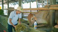 Petrokimia Gresik terus meningkatkan pendampingan program Literasi atau Lingkungan Peternakan Sapi Terintegrasi dengan mendorong pengembangan edufarm