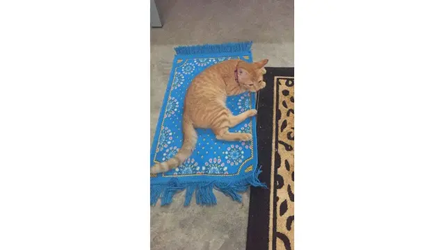 6 Potret Lucu Kucing Temani Salat Tarawih, Bikin Gemas