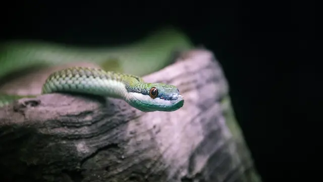 Ahaetulla prasina