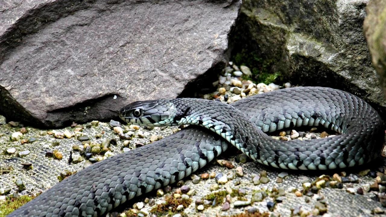 Tak Disangka, Ini 6 Peran Ular di Sekitar Selokan Rumah Anda