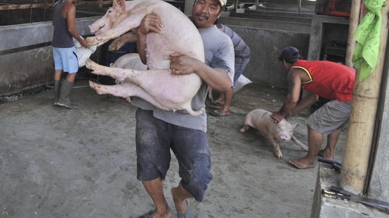Pemindahan ratusan babi dari bantaran Sungai Cisadane