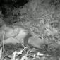 Seekor harimau tertangkap camera trap Sedang memangsa hewan ternak di Langkat