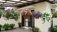 7 Bunga Pot Gantung yang Cocok untuk Teras Rumah saat Musim Hujan dan Tidak Mudah Rusak