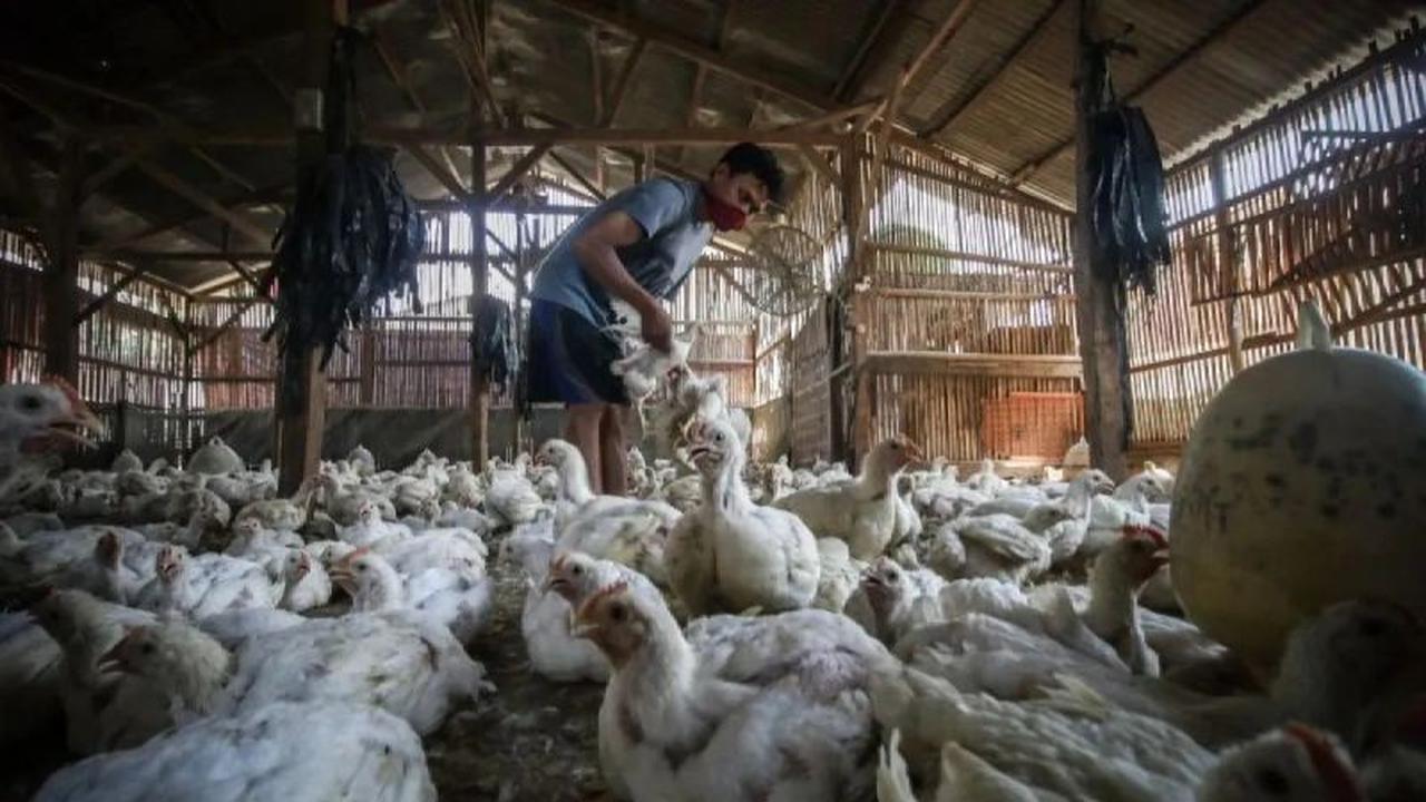 Kementan Perketat Pemantauan Harian Demi Jaga Stabilitas Harga Pakan Nasional
