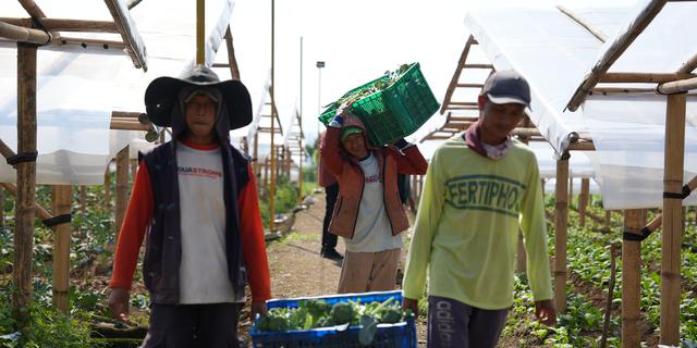 Petani di Cipanas Rasakan Dampak Nyata MBG: Penghasilan Naik, Uang Sekolah Terjamin