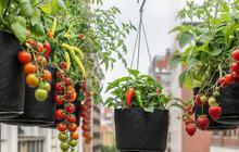 Selain Mudah Dirawat, Ini 7 Sayuran Buah Cepat Panen yang Cocok untuk Kebun Mini di Rumah Anda