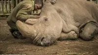 Sudan, Badak Putih jantan teraakhir di dunia akhirnya mati (© natgeo creative)