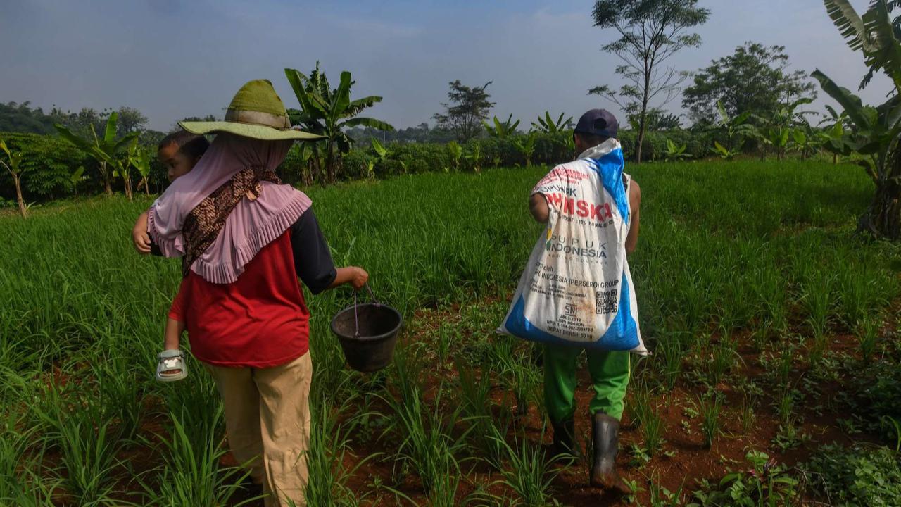 Distribusi Pupuk Subsidi ke Petani Mulai Lancar