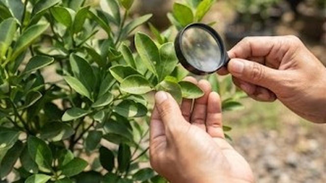 Pantau Hama dan Penyakit Secara Rutin
