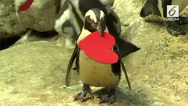 Akademi Ilmu Pengetahuan California membagikan hadiah valentine kepada penguin.