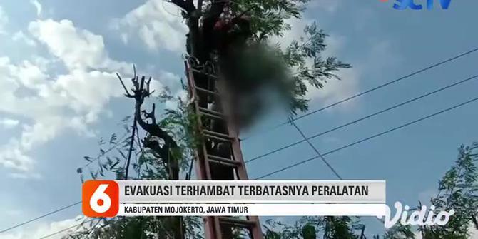 VIDEO: Pria Paruh Baya Tewas Tersengat Listrik Saat Menebang Pohon