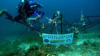 Salah seorang anggota Female Divers tengah mengabadikan wadah terumbu karang yang baru saja ditempatkan di laut Pulau Pramuka, Kepulauan Seribu (Sabtu, 8/12/2019). foto: istimewa