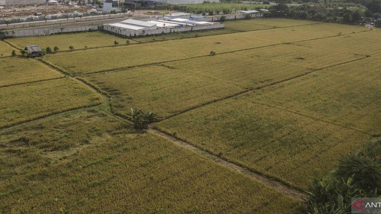 Sawah Abadi: Menjaga Fondasi Ketahanan Pangan Nasional untuk Generasi Mendatang