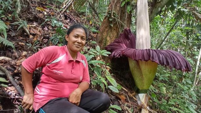 Bungo Langka Tumbuah Subur Di Kabun Warga Agam Regional Liputan6 Com