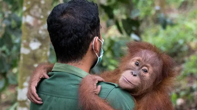 Orang utan sumatra