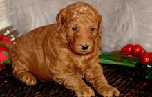 1 Mei Hari Anjing Doodle Internasional, Ketahui Sejarah dan Keunikannya