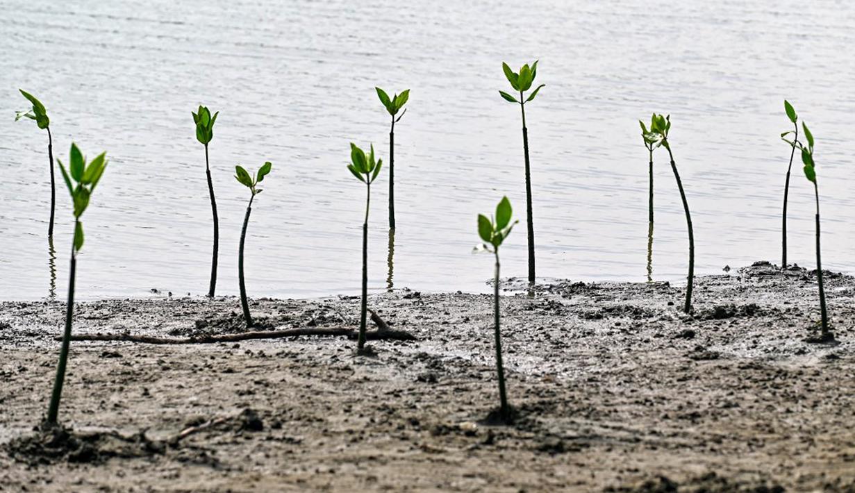 Bibit mangrove ditanam sebagai bagian dari program lingkungan hidup yang dipimpin militer di pantai pesisir Banda Aceh, Aceh, Indonesia, Rabu (18/10/2023). (CHAIDEER MAHYUDDIN/AFP)