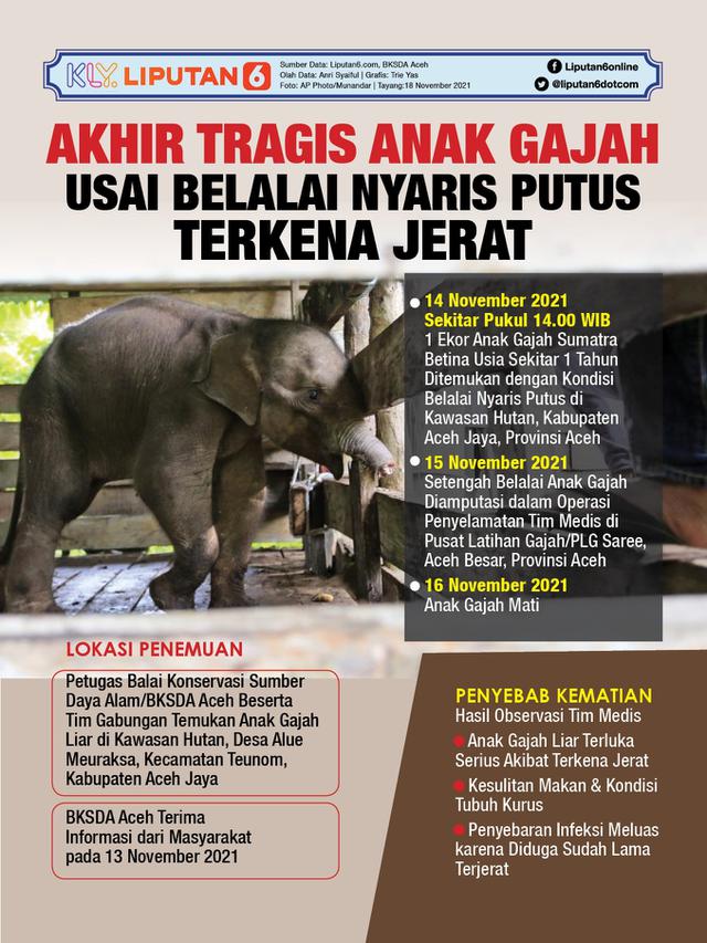 <span>Infografis Akhir Tragis Anak Gajah Usai Belalai Nyaris Putus Terkena Jerat. (Liputan6.com/Trieyasni)</span>