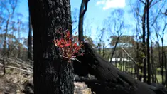 Pohon kembali bertunas setelah sempat terbakar hangus dalam kebakaran hutan di dekat Teluk Batemans, Australia, Jumat (27/2/2020). Kebakaran hutan yang melanda Australia selama berbulan-bulan telah melumat seperlima dari hutan negara tersebut. (Xinhua/Chu Chen)