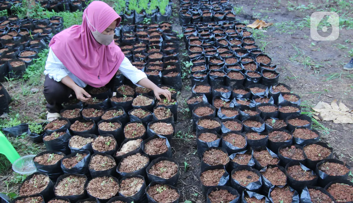 Petugas Dinas Ketahanan Pangan (DKP) Kota Tangerang merawat bibit tanaman di Tangerang, Banten, Rabu (4/11/2020). DKP Kota Tangerang menargetkan membagikan 486 ribu bibit tanaman hingga akhir November 2020 untuk warga melalui kecamatan di tengah pandemi COVID-19. (Liputan6.com/Angga Yuniar)