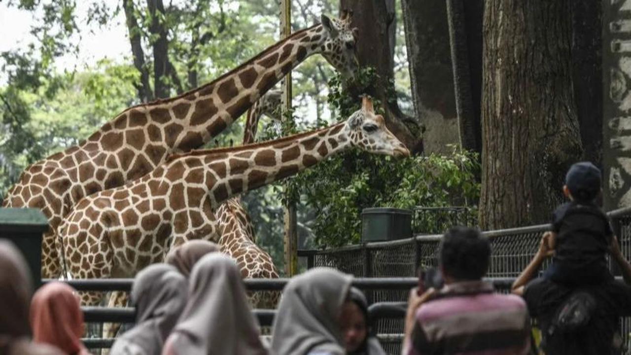 Catat! Kendaraan Tanpa STNK Dilarang Masuk ke Taman Margasatwa Ragunan
