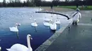Ia pun juga mengunjungi salah satu tempat di London yang suasananya tampak rindang dengan pepohonan, serta Angsa-angsa yang sedag berenang di air. Terlihat juga di video singkat itu burung-burung terbang sambil berkicau. (Instagram/rinanose16)