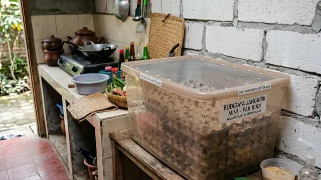 Ide Budidaya Jangkrik Skala Mini di Sudut Dapur Belakang Rumah