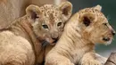 Dua bayi singa berber (Panthera leo leo) beristirahat di kandang mereka di kebun binatang Dvur Kralove, Republik Ceko, Senin (8/7/2019). Bayi singa jantan dan betina yang belum mempunyai nama tersebut lahir pada 10 Mei lalu. (AP/Petr David Josek)
