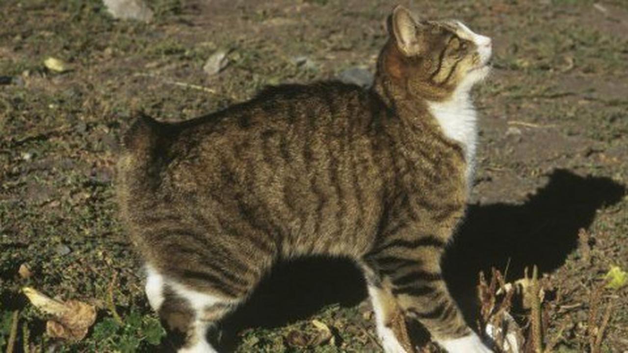 Manx