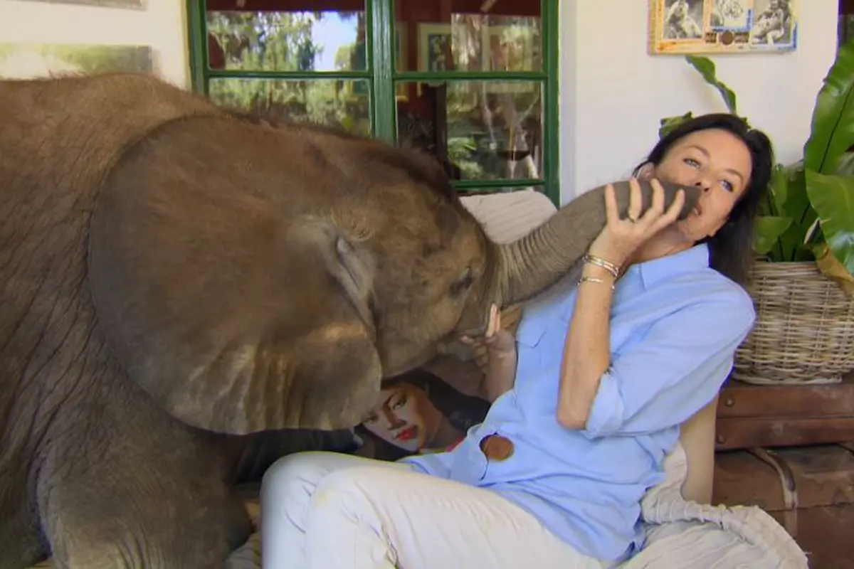 Bebas dari Maut, Anak Gajah Ini Tak Bisa Lepas dari Penyelamatnya