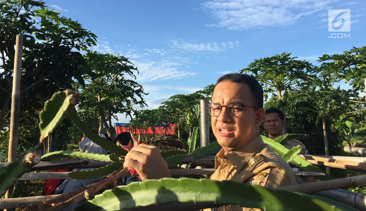 Gubernur DKI Jakarta, Anies Baswedan memanen buah naga di area pertanian kawasan Cakung, Jakarta Timur, Selasa (23/1). Sebelumnya, Anies bak petani memakai caping dan arit untuk memanen padi. (Liputan6.com/Devira Prastiwi)