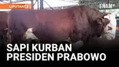 DUA SAPI LIMOSIN SEBERAT 2,2 TON DI PILIH PRESIDEN PRABOWO UNTUK BERKURBAN DI BABEL