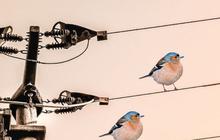 Sering Nangkring di Kabel Listrik, Kok Bisa Burung Tak Tersengat Listrik?