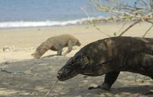 BTN Komodo Terapkan Kebijakan Kuota, Wisatawan Diimbau Kunjungi Destinasi Lain di Flores