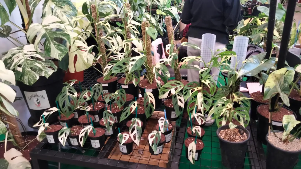 Tanaman hias di Floriculture Indonesia International Expo 2023